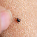 Do all ticks carry Lyme disease?