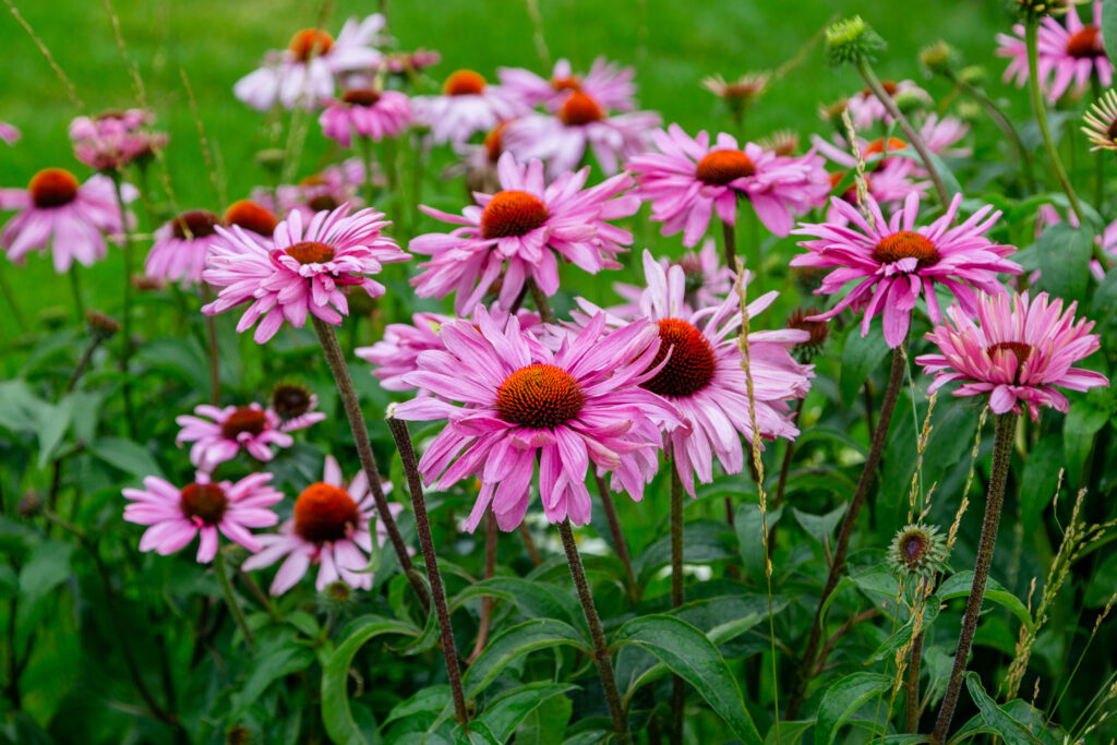 Echinacea for cold and flu