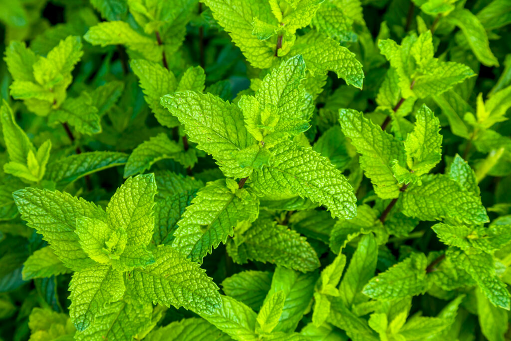 Peppermint for cold and flu
