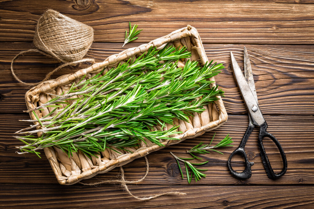 Rosemary for cold and flu
