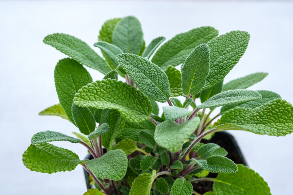 Sage for cold and flu
